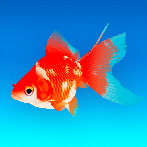 Goldfish Aquarium 金魚育成アプリ ポケット金魚